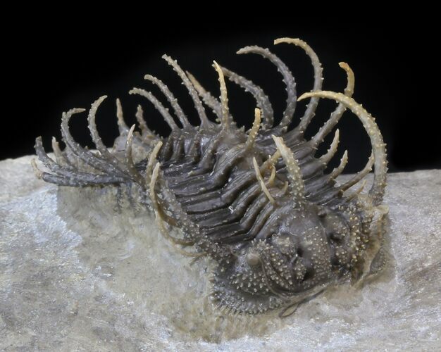 Spine-On-Spine Koneprusia Trilobite - Spectacular #40349
